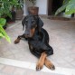 Gea es una dobermann nacida el 25/12/2006
llegó en mi casa por puro caso el día del cumple de mi hijo pequeño.Estaba buscando en los criadero una doberman pero no encontraba ningún cachorro y aquel día nos llamó un amigo policía pidiéndonos si queríamos un cachorro con un fantástico pedigree porque sus perros (yorkshire) no la aceptaban. Y así llegó mi Gea preciosa.